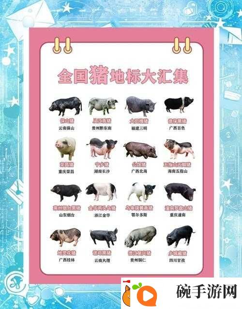 北加尔猪族究竟有何独特之处
