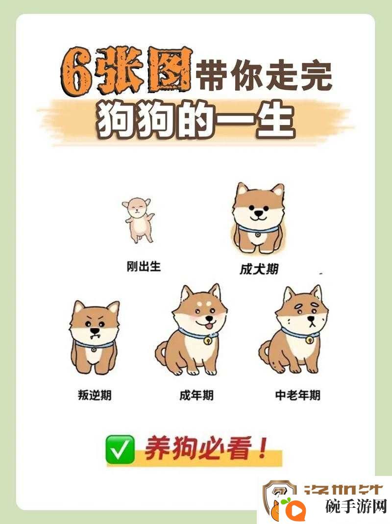 狗狗断奶后如何开启宠物养成新纪元