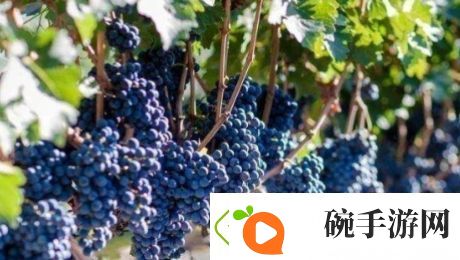 送去新疆数葡萄干是什么梗络用语