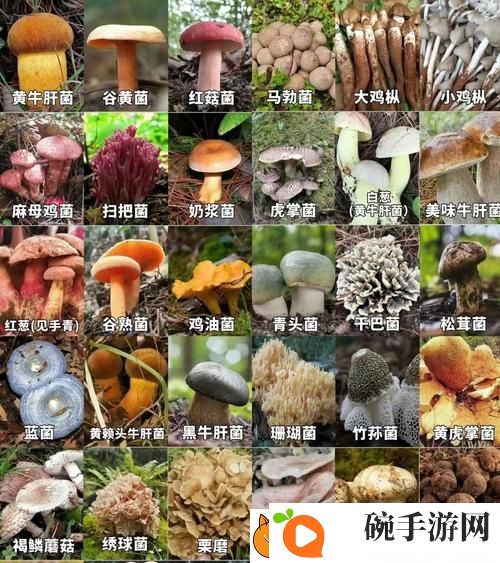 成人蘑菇国产免费产品