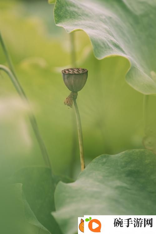 女儿的莲花免费观看第10集