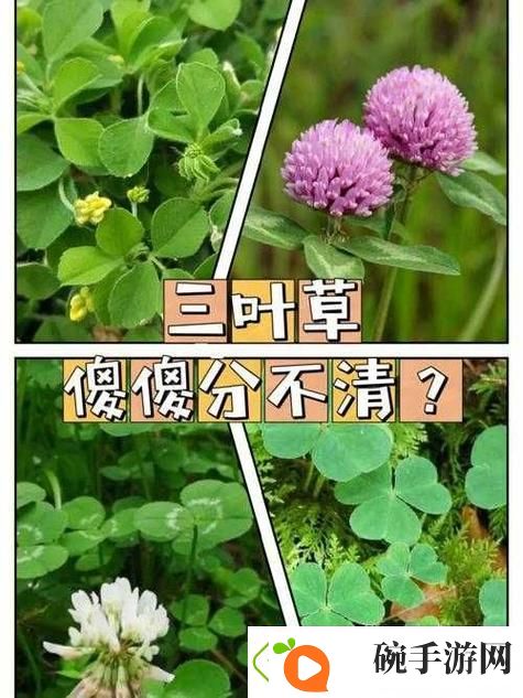 成品人精品人的区别四叶草