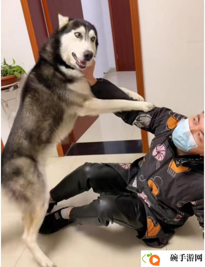 精彩纷呈的人狗大战2高清正版免费