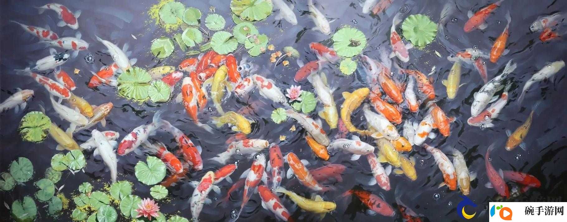 锦鲤吸水