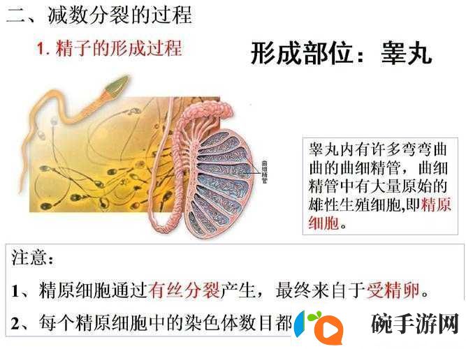 精二与精三区别解读