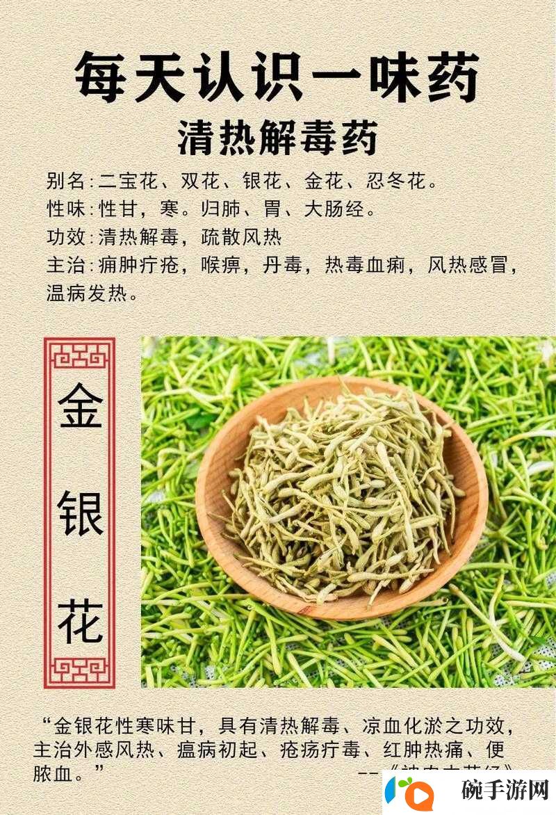 双管齐下金银花