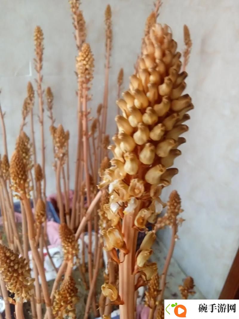 天美麻花视频大全