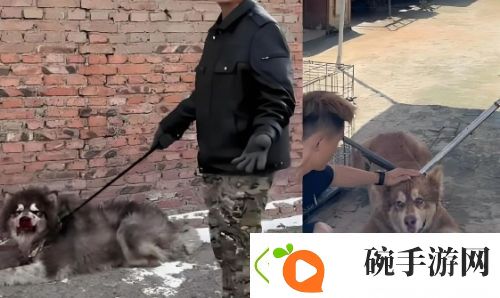 训狗一哥潘宏又出事