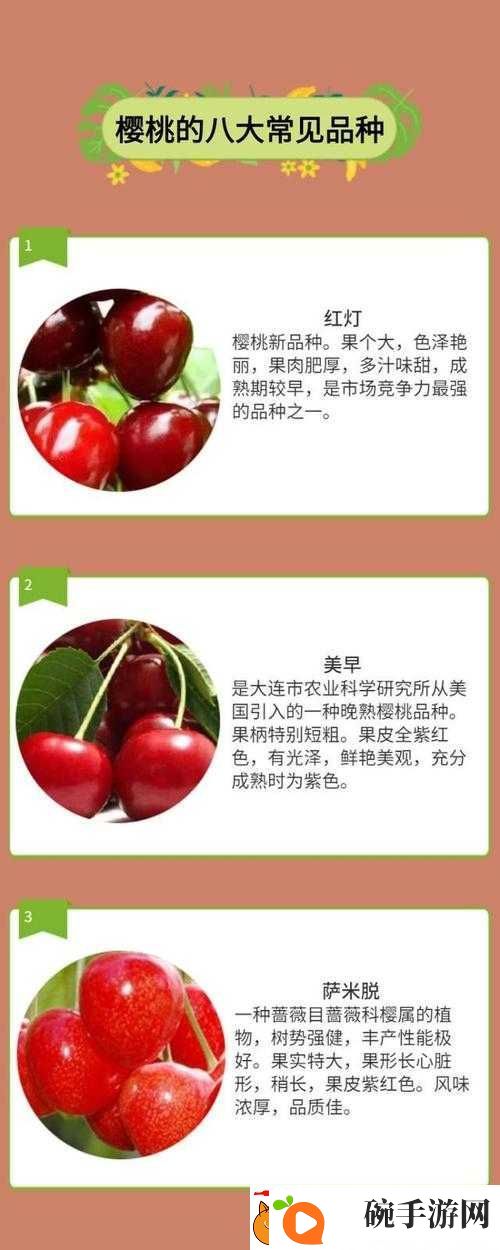 樱桃网现在叫什么