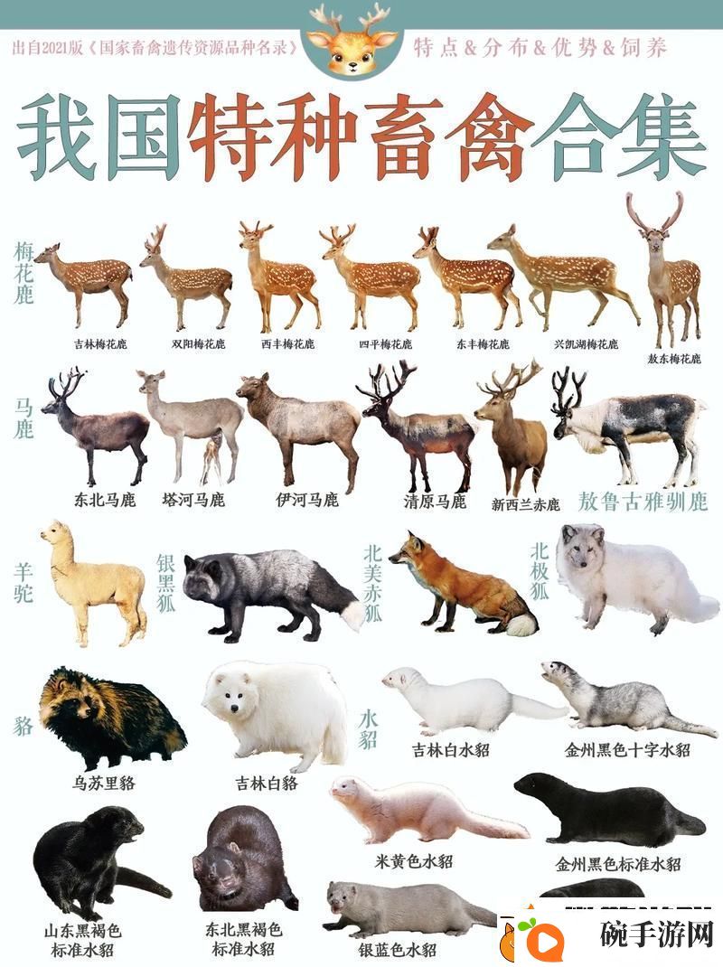 人物畜禽狗高清在线观看探讨人狗关系与情感纽带