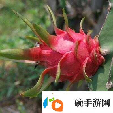 成品站W灬源码火龙果不仅画质清晰还流畅满足您多样需求
